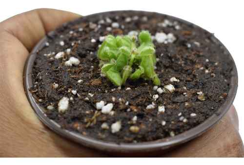 Imagen 2 de 4 de Planta Carnívora Cephalotus Follicularis Talla Chica El Rey