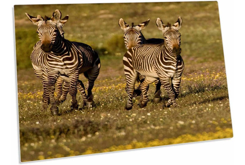 3drose Cape Mountain Zebra, Bushmans Kloof, South Africa-af4