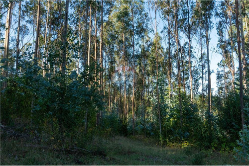 Predio Forestal En Venta 52 Ha. - Mantahue Gorbea