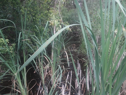 Campo De 12 Has En Paraje José Ignacio. Consulte !!!!!- Ref: 1372