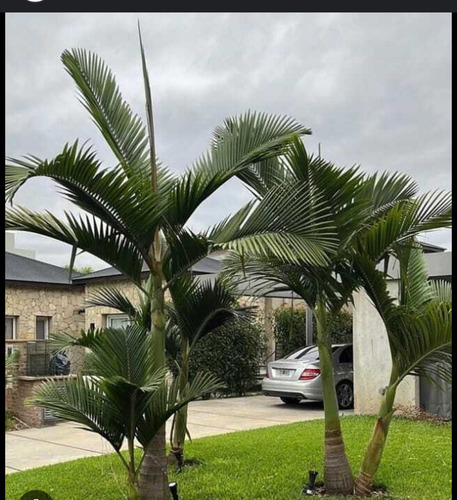 Palmera Seofortia O Real Australiana Dobles 1,70 De Alto Verde