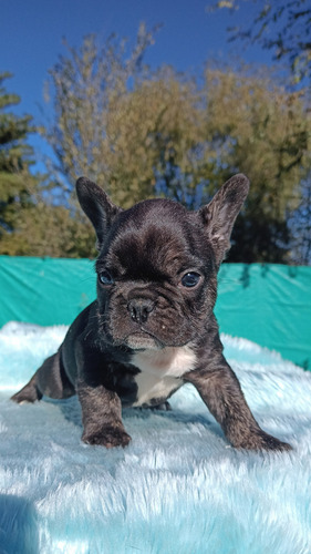 Bulldog Francés Macho Black Trindle Black Trindle