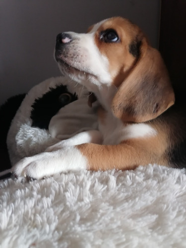 Cachorros Beagle A1