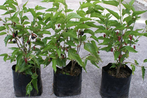 Planta De Mora De Arbol Ya Con Las Frutas Para Jardin Maceta