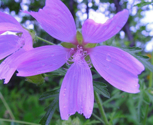 20 Semillas De Flor De Malva Alcea Morada+ Instructivo 