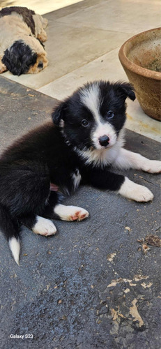 Filhotes De Boder Collie
