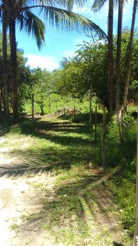 Vendo Lotes De Terreno Em Cotijuba Belém Pará