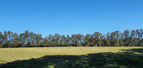 Imagen 8 de 13 de Venta Chacra 6,5 Hectareas Sobre Luis Batlle Berres