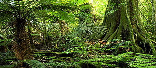 Fondo De Hábitat Para Reptiles, Selva Tropical, 15.75  X 36