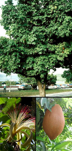 Plantin Pachira, Maní De Arbol