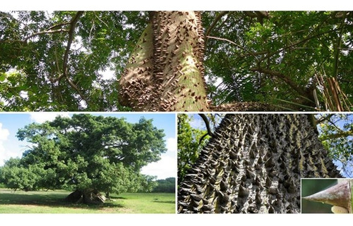 Árbol De Ceiba, Árbol Sagrado