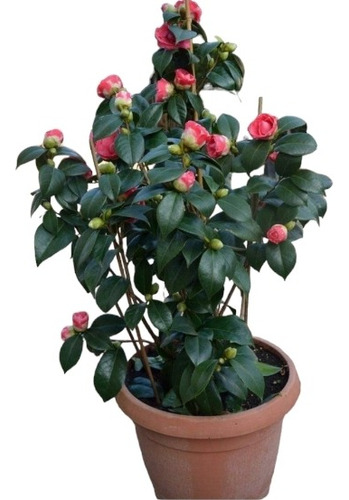 Camellia Japónica En Varios Colores - Naturaleza Activa