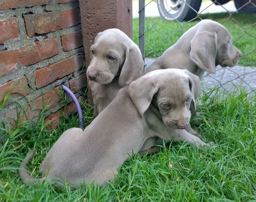 Weimaraner Filhotes Maravilhosos Pronta Entrega