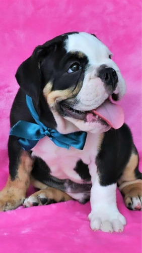 Vendo Cachorro Bulldog Inglés Precio - De Color  Exótico