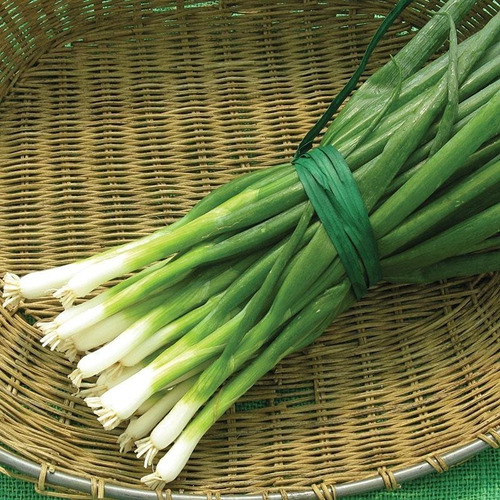 Semilla De Cebollin Bolsa De 1 Libra