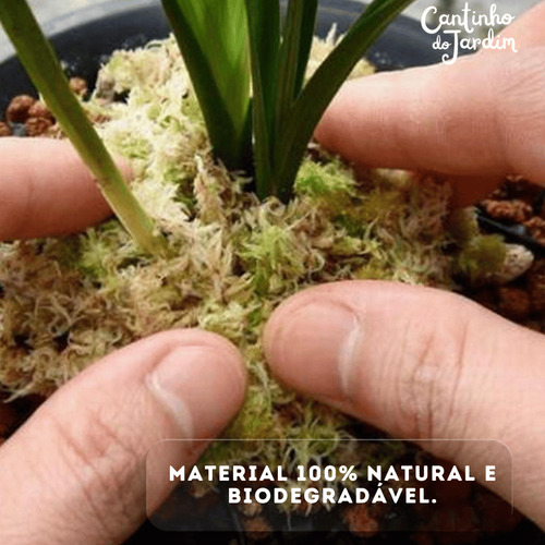 Musgo Sphagnum 20lts Para Orquídeas, Suculentas E Jardinagem