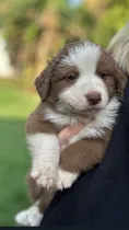 Comprar Cachorrito Border Collie Ojos Claros
