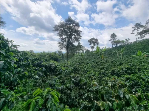 En Venta Finca Cafetera Certificada En Filandia Quindio