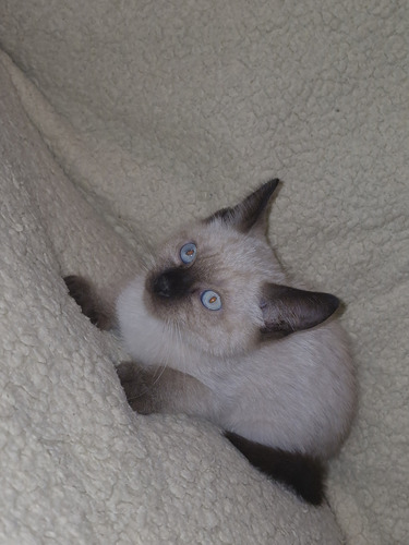 Gatitos Siamés Un Buen Regalo