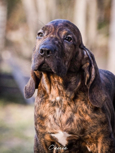 Fila Brasilero Cachorros 