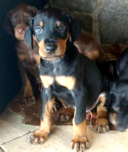 Cachorros Doberman, Excelente Descendencia!!