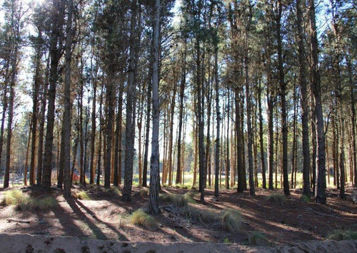Imagen 4 de 25 de Venta - Lote Con Vista A Laguna Y Bosque En Viilla Robles - Barrio Cerrado