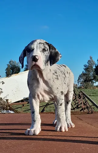 Cachorros Gran Danes Linea Europea Únicos!! Con Pedigree Kcu Negro