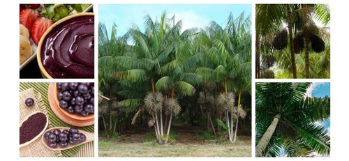 Muda De Açai Grande (1 M)