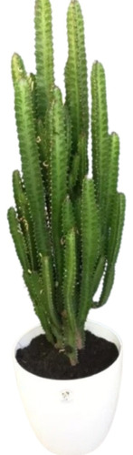Planta Euphorbia 