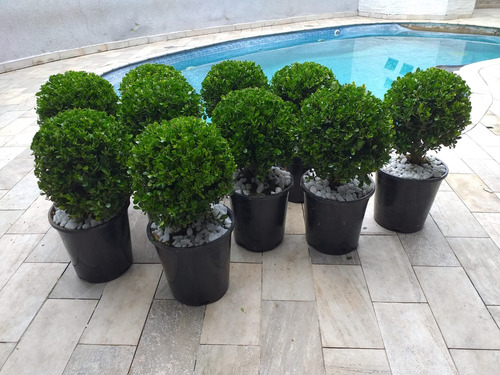 Buxinhos 16 Unidades 40cm Com Vaso, Frete Sp Capital R$ 20