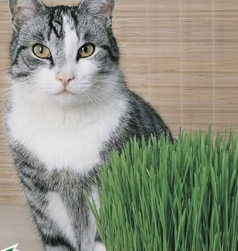 Grama Dos Gatos A Verdadeira 4500 Sementes Para Plantio +nf