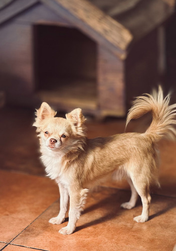 Chihuahua Adulto Mini 1 Año Y Medio Excelente Padrillo