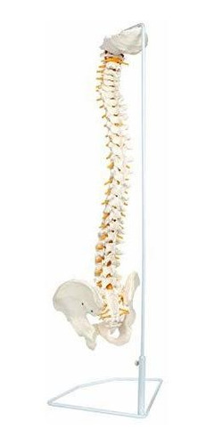 Axis Scientific - Columna Vertebral Flexible De Tamaño Natu
