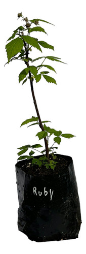 Plantin Frambuesa Ruby
