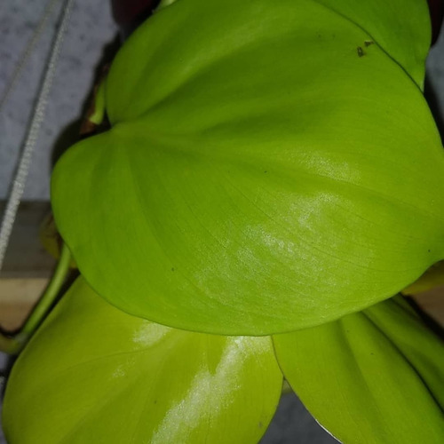 Plantas De Potus:neón, Limón O Plateado