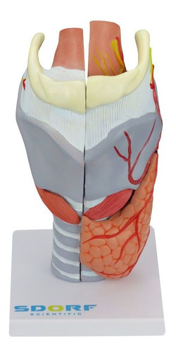 Laringe Humana Ampliada Com Cartilagem Em 5 Partes