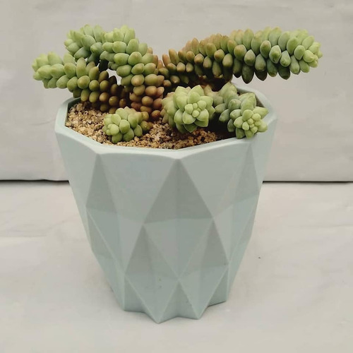 Imagen 7 de 8 de Regala Vida, Bellas Suculentas, Plantas, Maceta Decorativa