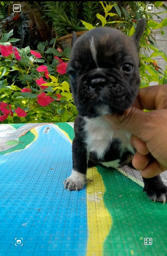 Cachorros Bull Dog Frances Café