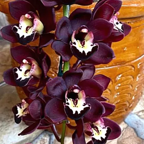 Kit 2 Orquídea Cymbidium Pendente: Negra E Dorothy (s/flor)