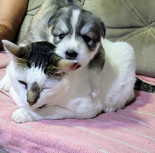 Filhotes De Husky Siberiano