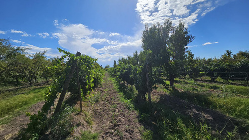 Finca De 3.7 Ha En Producción
