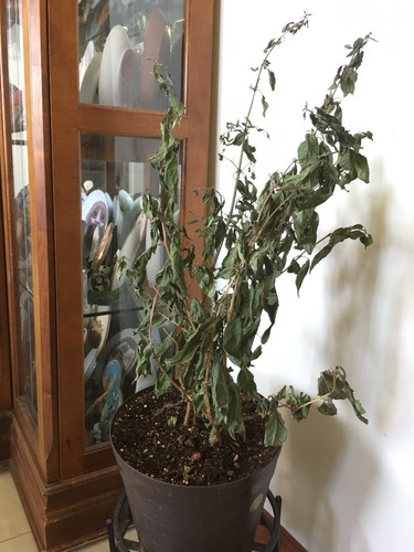 Aceite Neem, Bacillus Subtilis, Jabón Potásico Y Atomizador