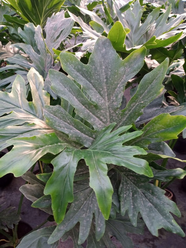 Planta Filodendro Misionero - Interior - Envío Gratis Amba