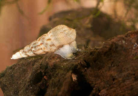Caracol Trompeta. Melanoides Tuberculata. X 100 Unidades