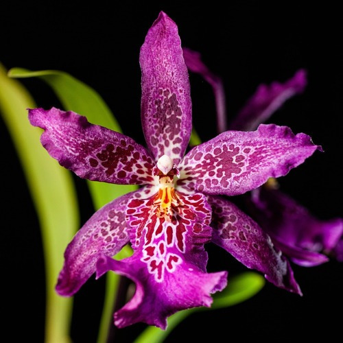 Orquídea Beallara Marfitch Roxa ! Planta Adulta ! | MercadoLivre