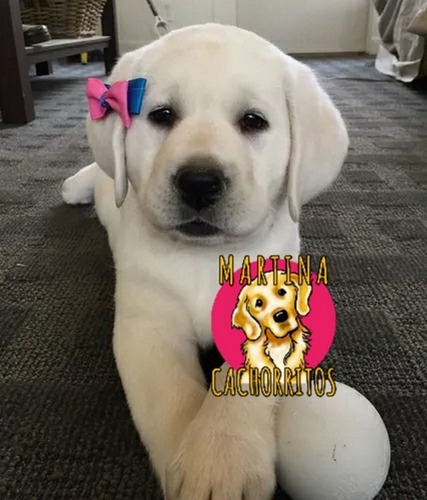 Los Mas Lindos Bebés Labrador - Martina Cachorritos