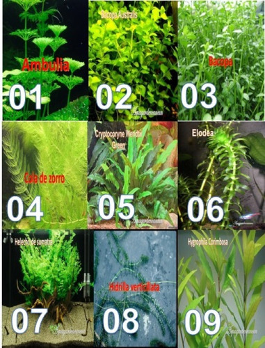 Plantas De Bajos Requerimientos Acuario Pecera (Usado)