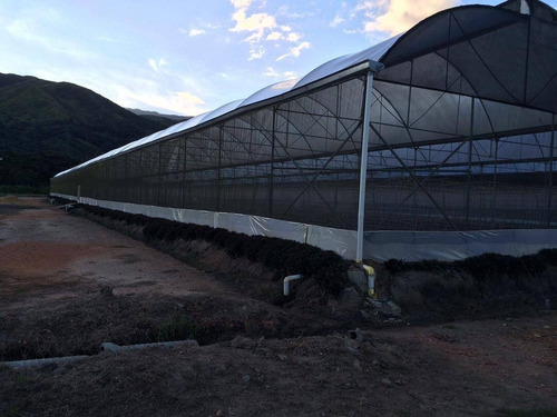 Imagen 5 de 26 de Adriana Castellanos Vende De Imponente Finca En Aguirre, Montalban 5 Ha 8.473 M2 Dedicada A Diversas Actividades, Cod 148398