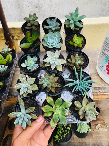Imagem 2 de 3 de Suculenta 15 Mudas + Brinde