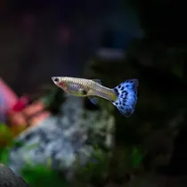 Comprar Pacote Com 20 Peixes Lebiste Femea - Água Doce - Aquário